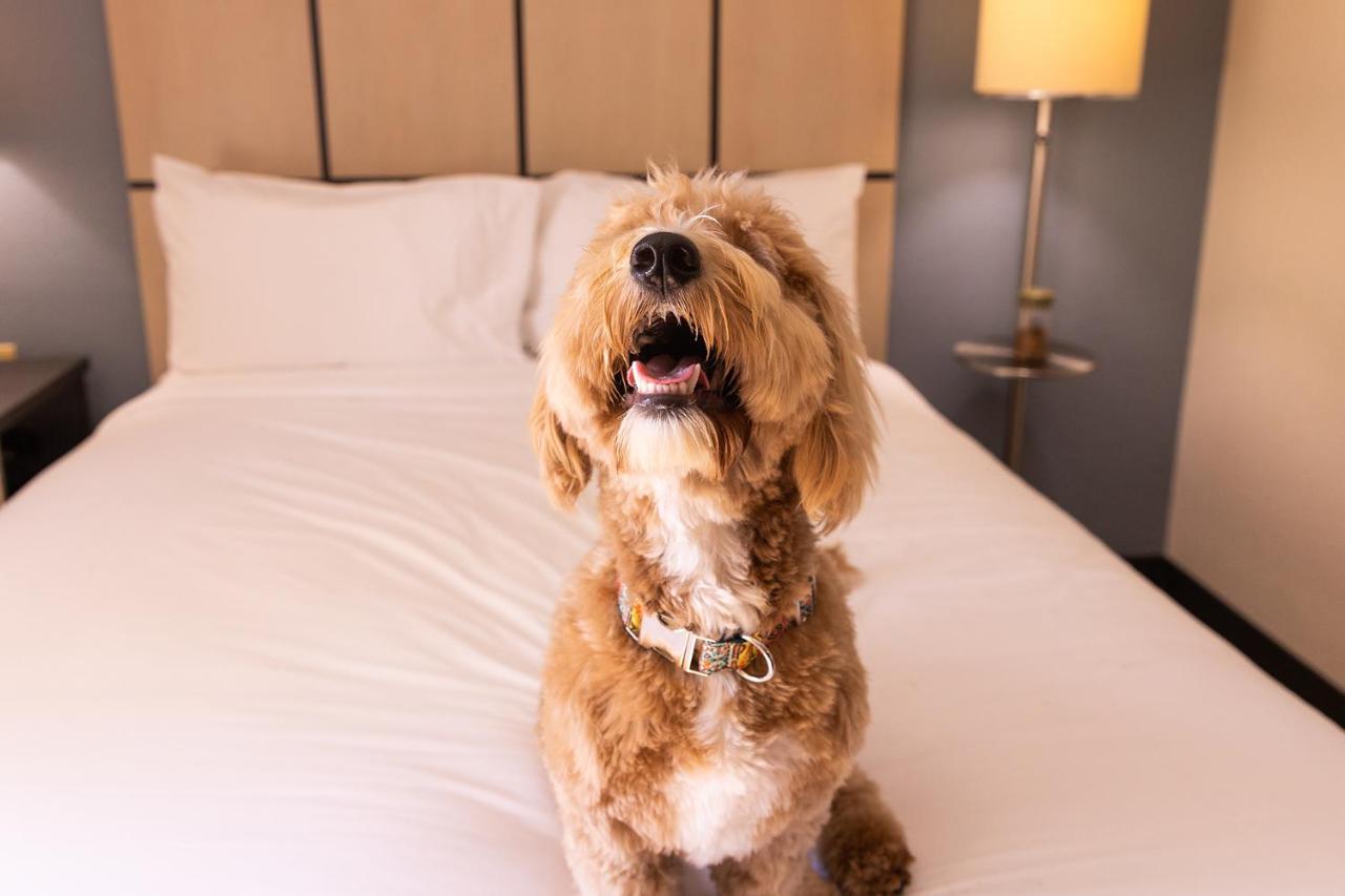 Sonesta Simply Suites Detroit トロイ エクステリア 写真